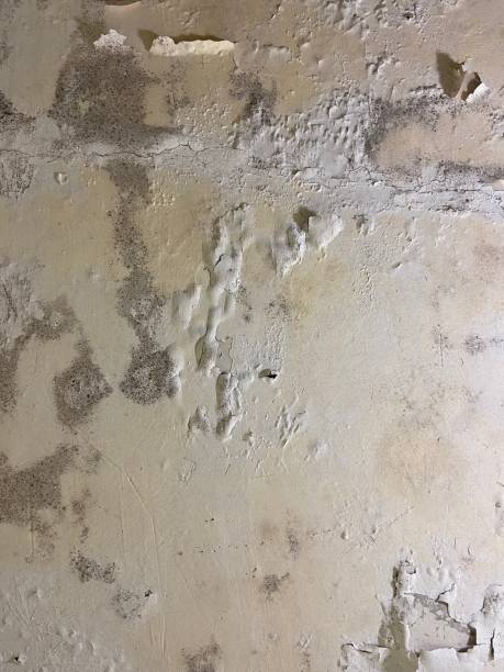 Best Mold Cleaning Services  in Greene, IA