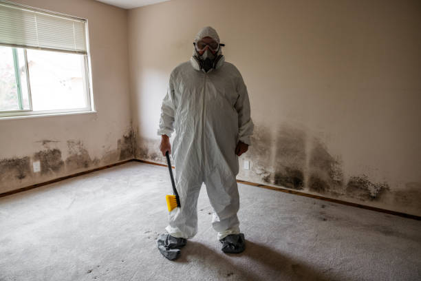 Best Professional Mold Removal  in Greene, IA