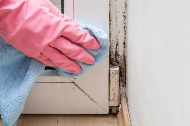 Crawl Space Mold Removal in Greene, IA