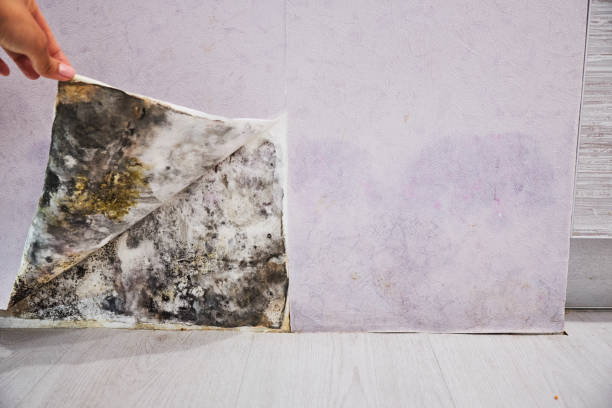 Mold Removal and Inspection in Greene, IA